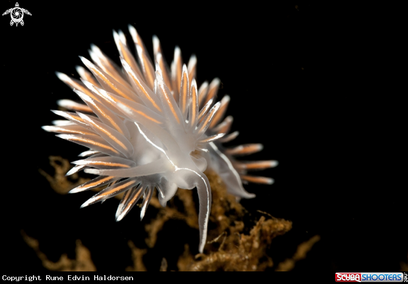A Flabellina lineata