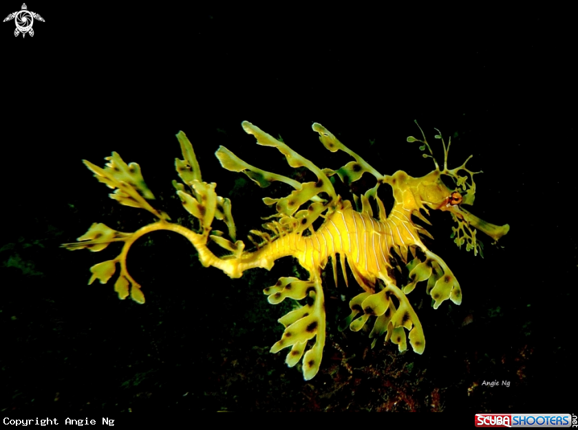 A Leafy Sea Dragon 
