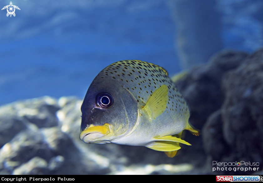 A Sweetlips Fish
