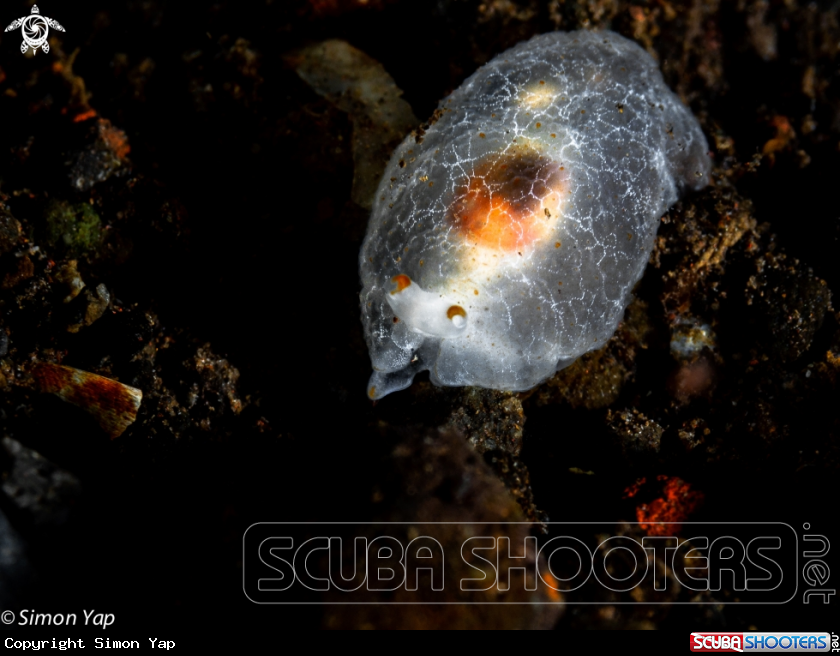 A Starry Berthella