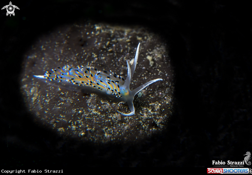 A Caloria Elegans