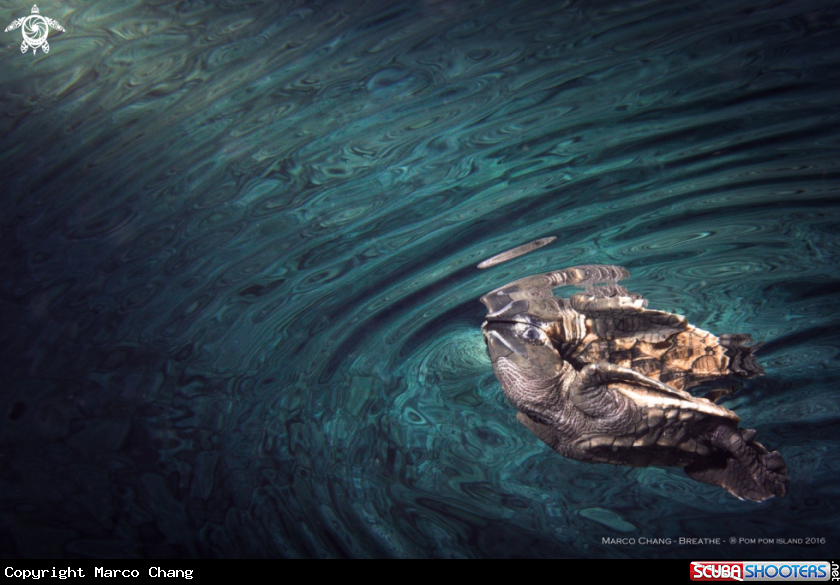 A sea turtle