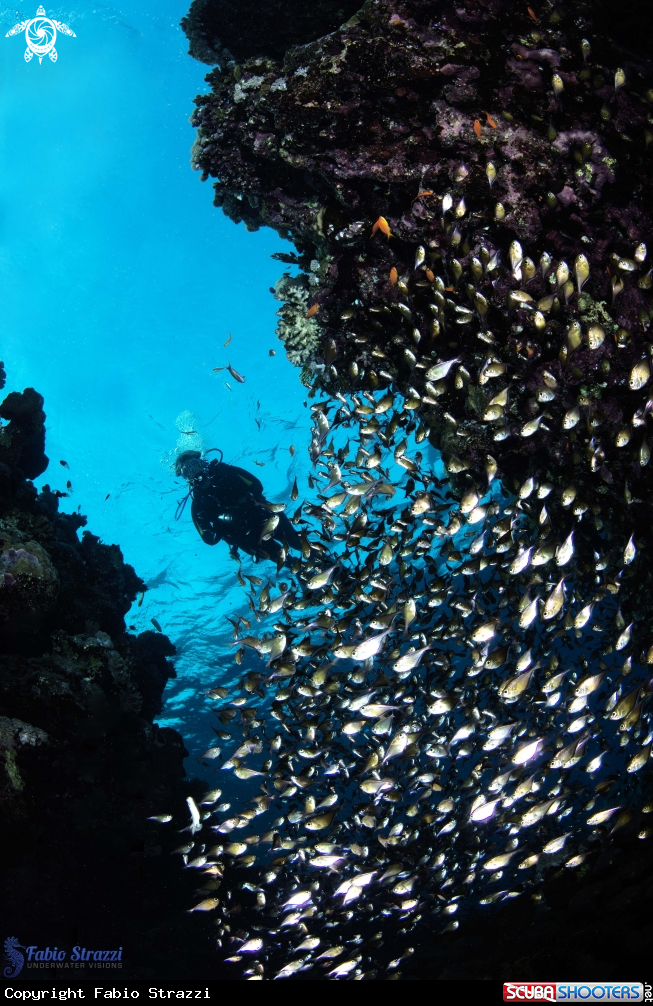 A Glassfishes