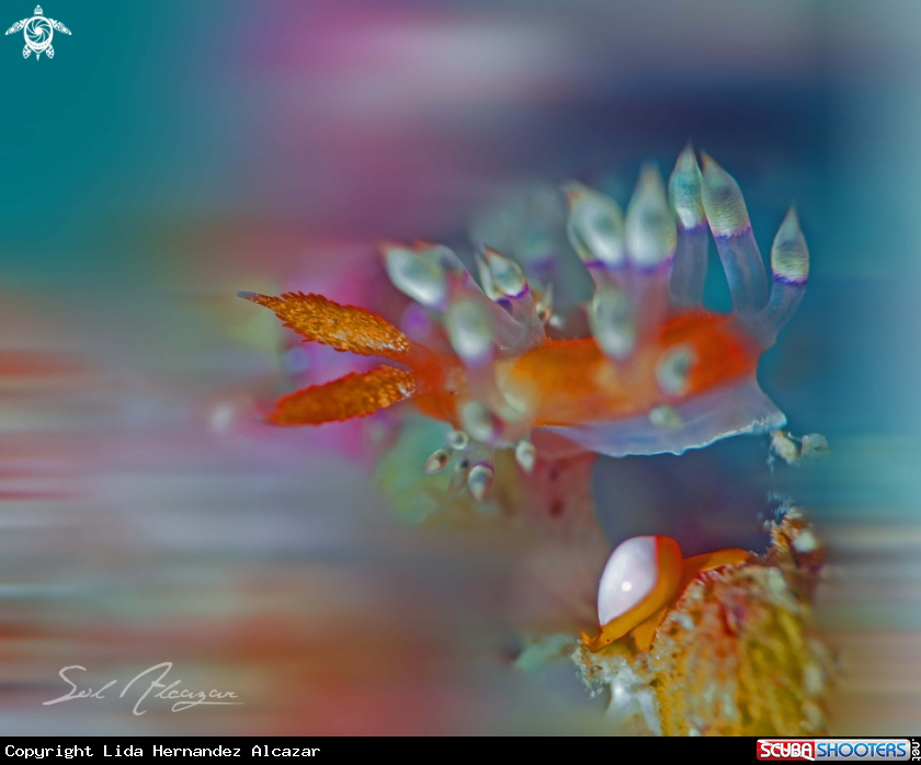A flabellina