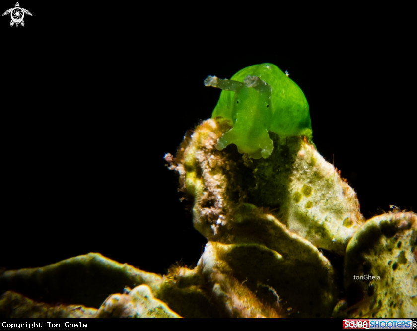 A Sea Hare