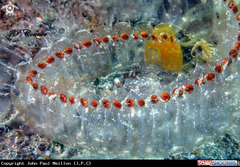A Salp