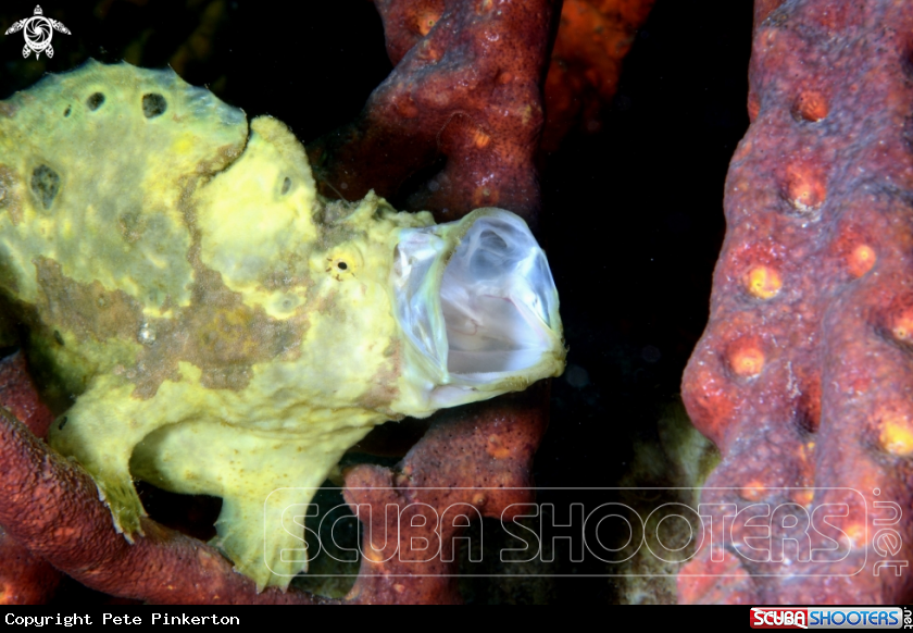 A Frog Fish