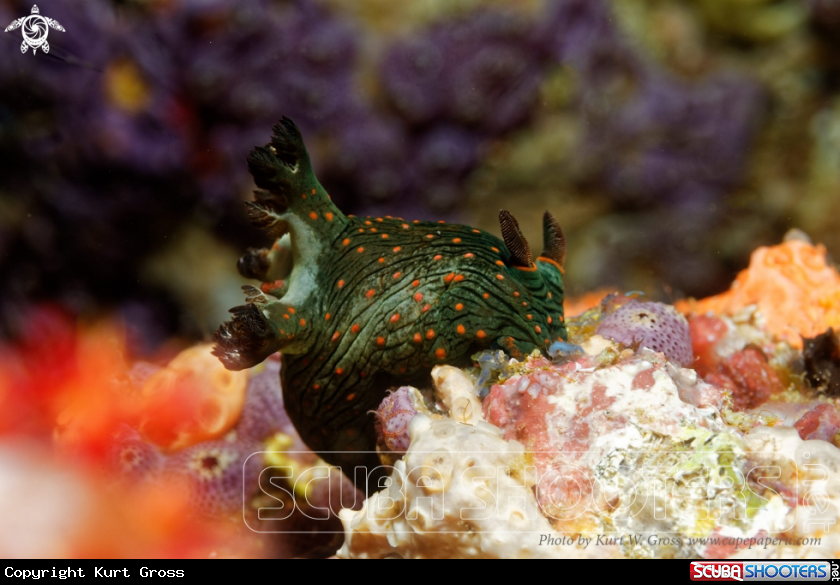 A Nudibranche