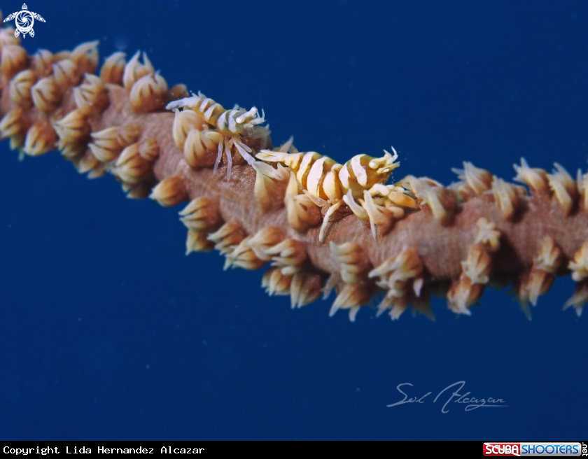 A Zanzibar Shrimp