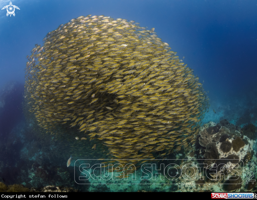 A Oxeye Scad
