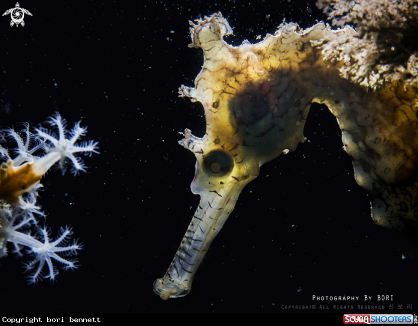 A Sea horse