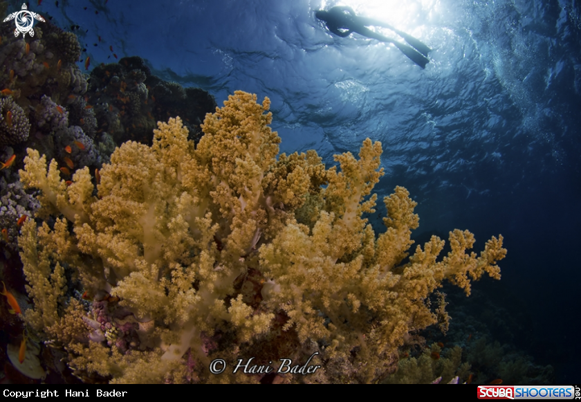 A soft coral
