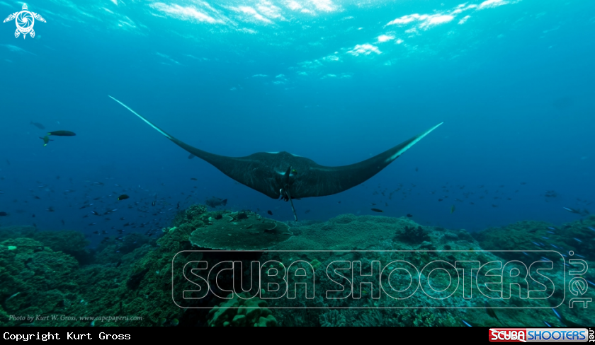 A Manta Ray