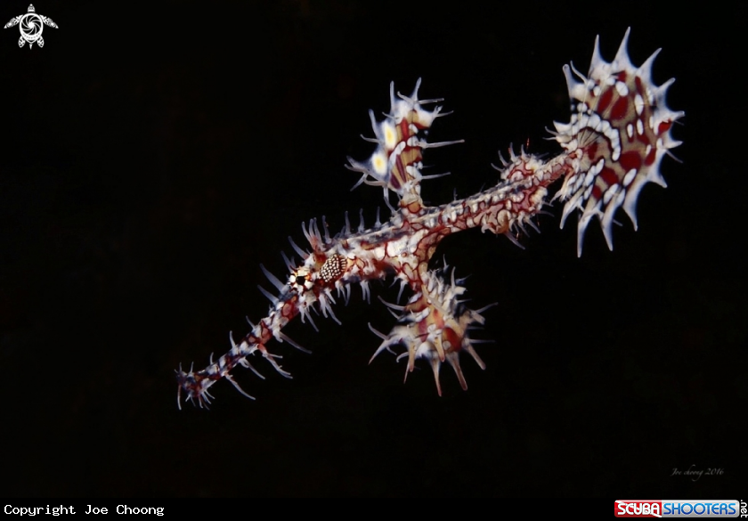 A Harlequin ghostpipefish 