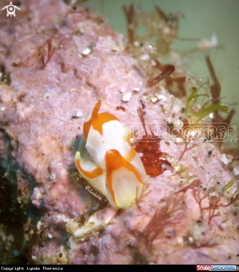 A Siphopteron sp. I