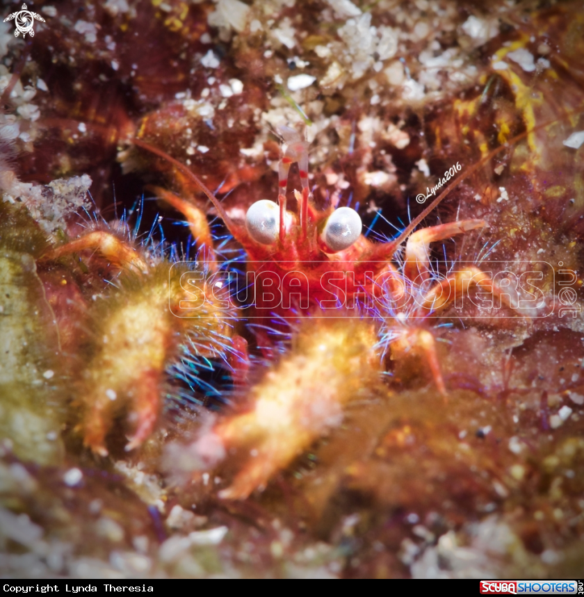 A The Olivar's Squat Lobster