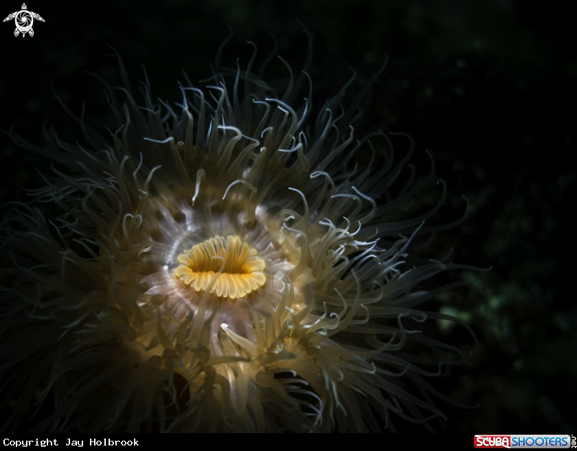 A Short Plumose Anenome