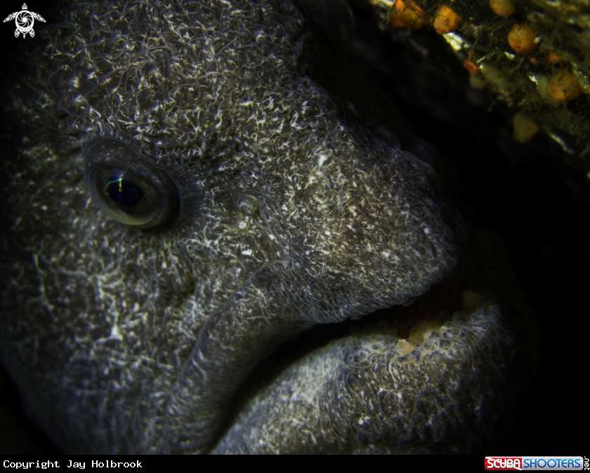 A Wolf-Eel