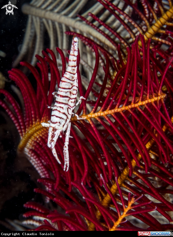 A Crinoid Shrimp