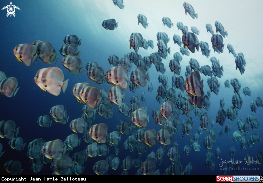 A School of Batfish