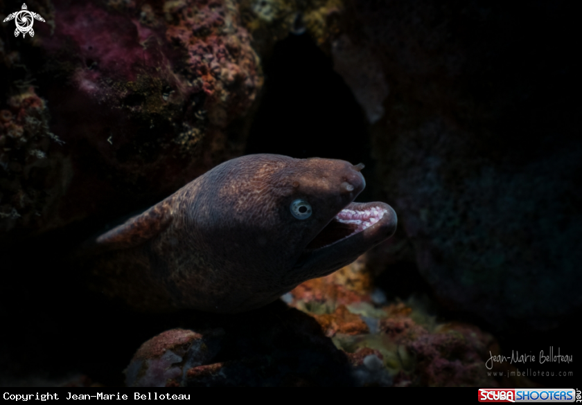 A White-eyed Moray