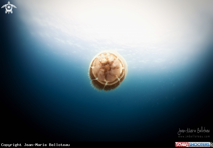 A Mosaic Jellyfish