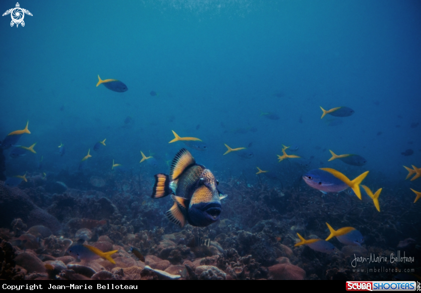 A Titan Trigerfish