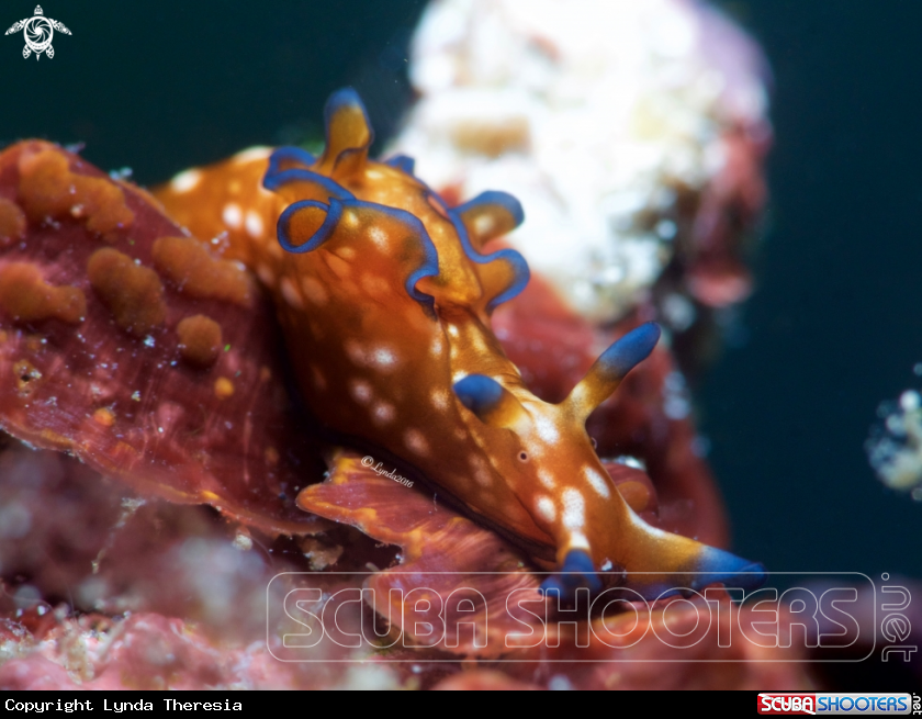 A Dwarf Sea Hare or Dwarf Pygmy Sea Hare