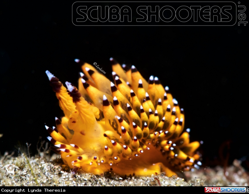 A Janolus sp.