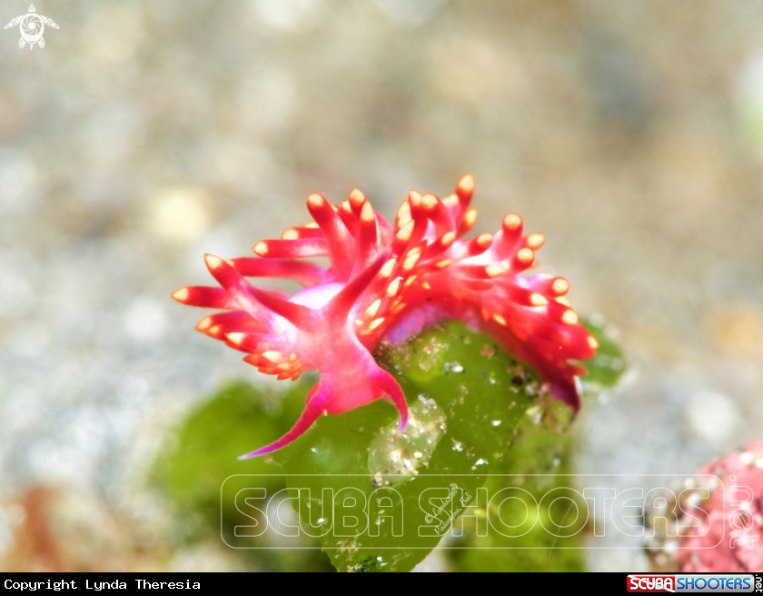A Cuthona sibogae