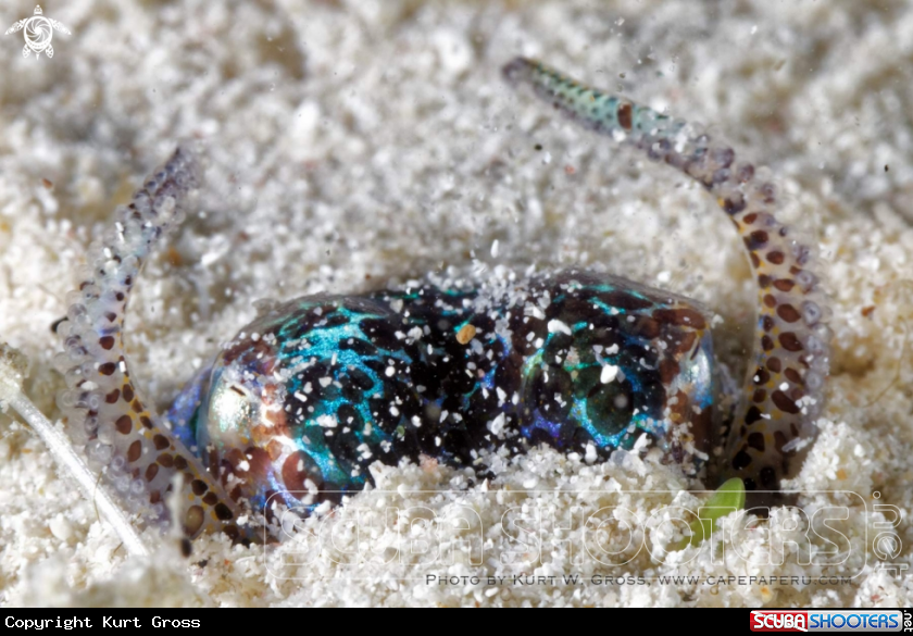 A Bobtail squid