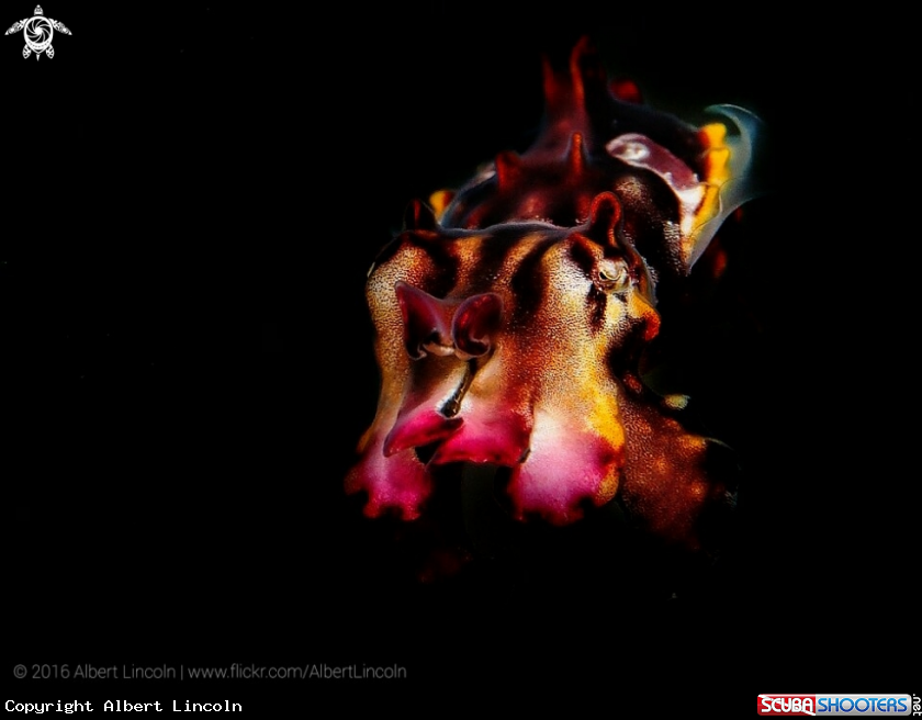 A flamboyan cuttlefish