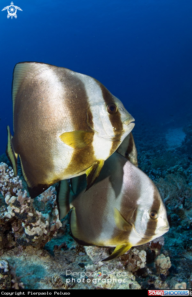 A Bat Fish