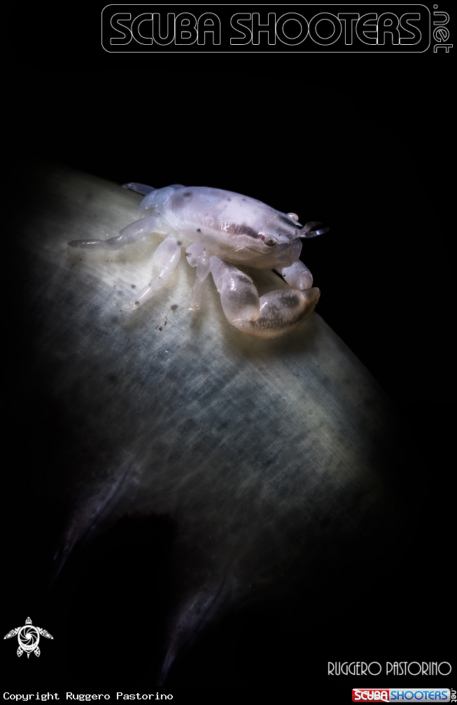 A Porcelain crab