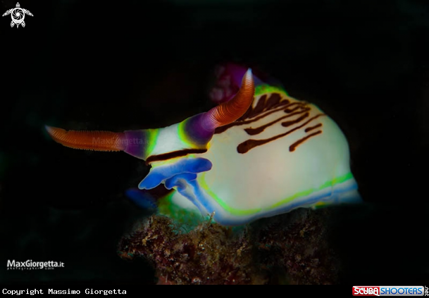 A Nembrotha lineolata