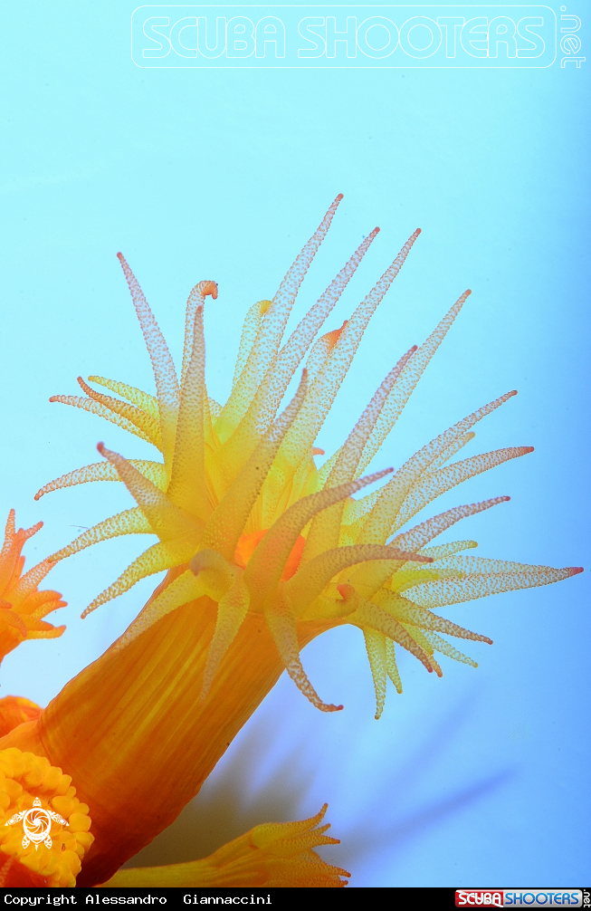 A Astroides calycularis
