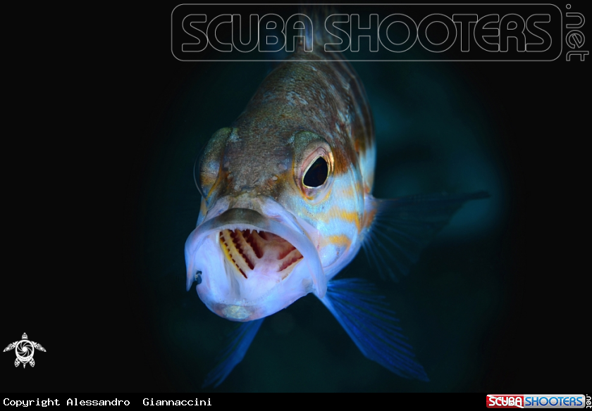 A  Serranus cabrilla