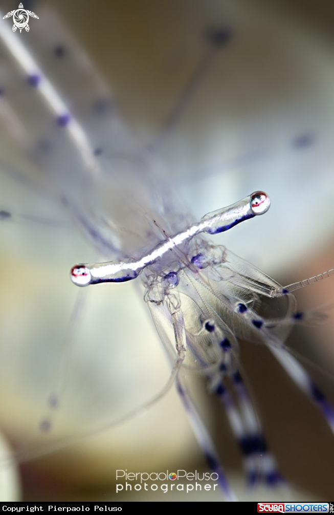 A Shrimps