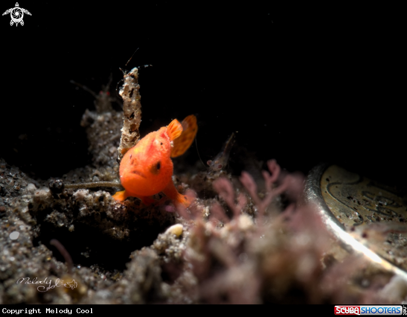 A Frogfish