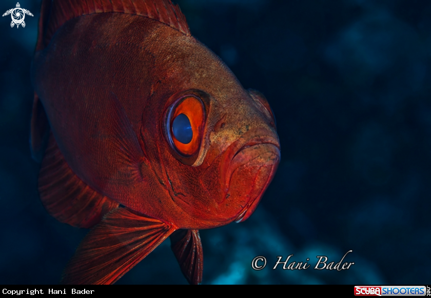 A bigeye