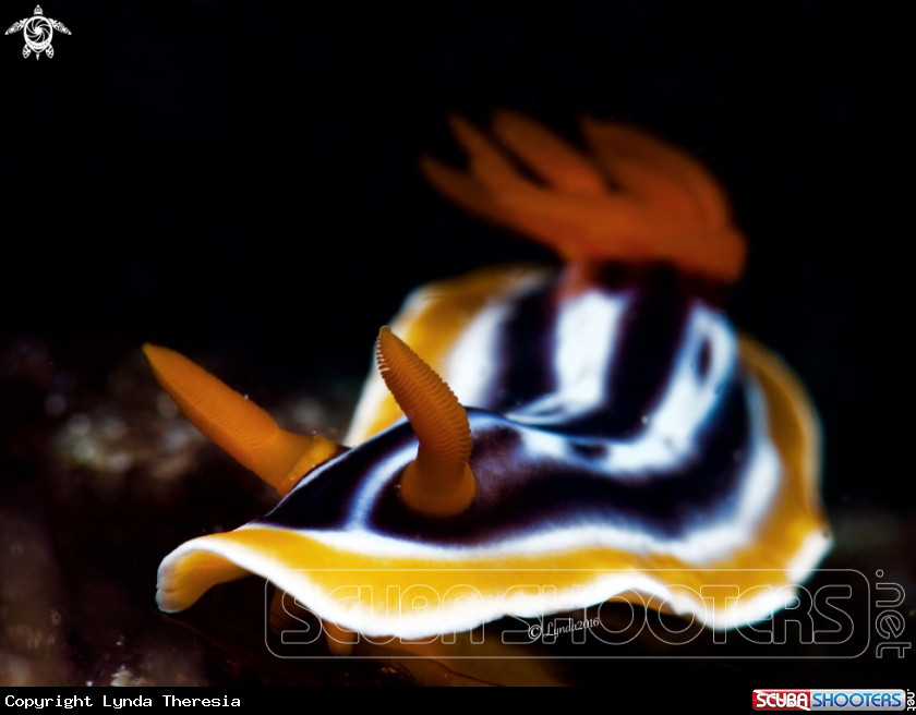 A Chromodoris magnifica