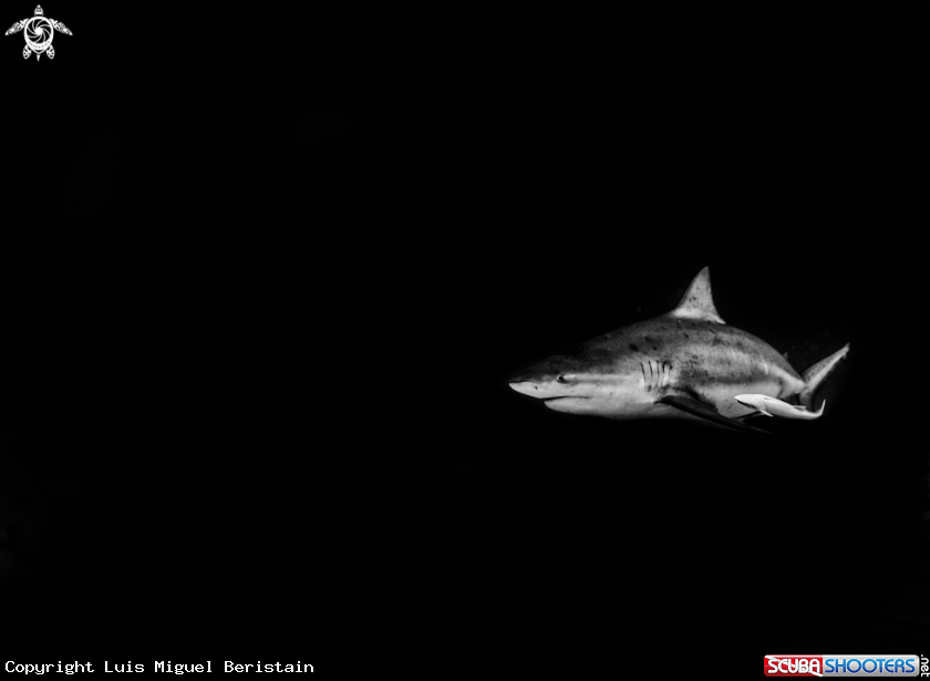 A Carcharhinus Leucas