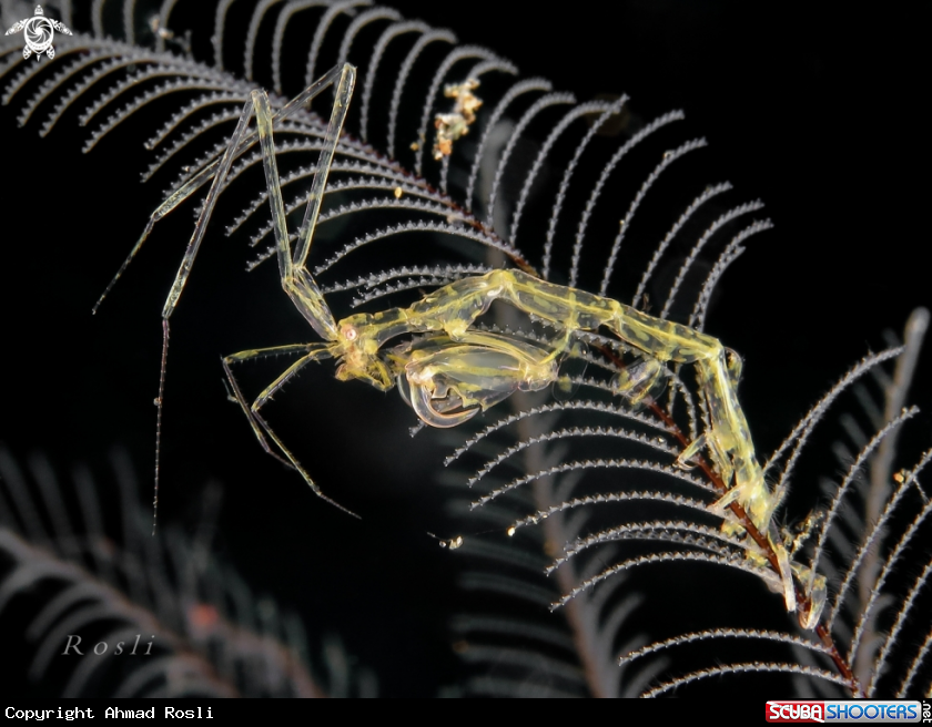 A Skeleton Shrimp