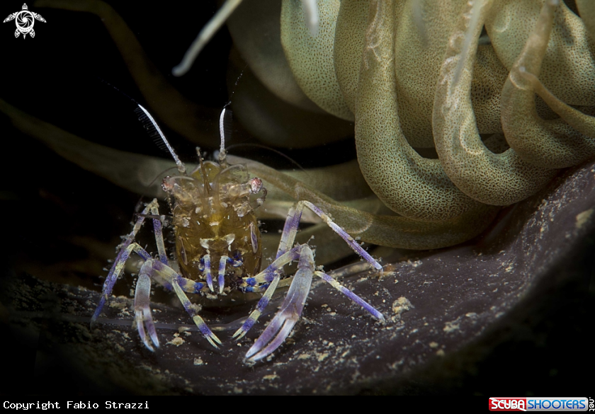 A Periclemenes amethysteus