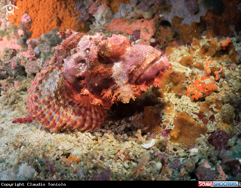 A Scorpionfish