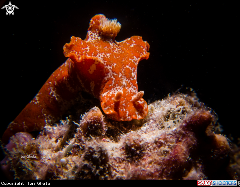 A Nudibranch