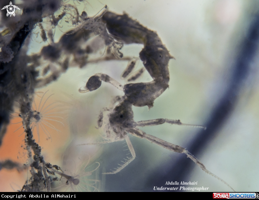 A Skeleton Shrimp