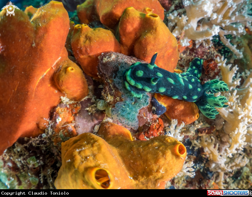 A Nembrotha Cristata