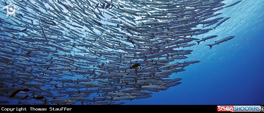 A blackfin barracuda 