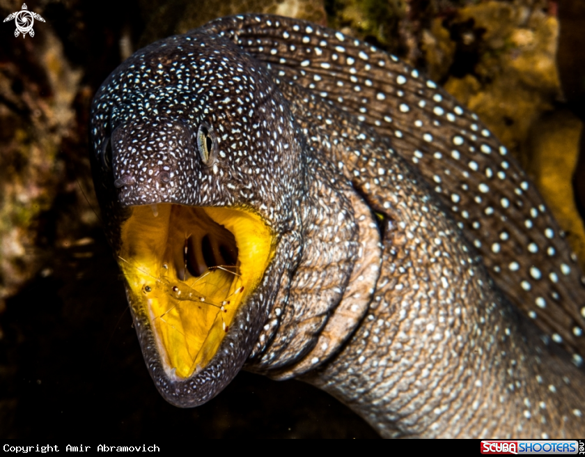 A underwater creature